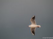 Kokmeeuw boven Callantsoog