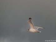 Kokmeeuw boven Callantsoog