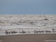 Meeuwen langs de waterlijn bij Callantsoog