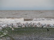 Meeuwen langs de waterlijn bij Callantsoog