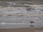 Jonge Zilvermeeuw langs de waterlijn bij Callantsoog