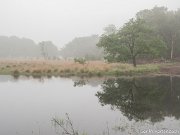 De Kampina in de vroege ochtendmist