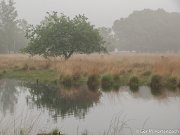 De Kampina in de vroege ochtendmist