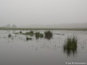 De Kampina in de vroege ochtendmist