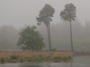 De Kampina in de vroege ochtendmist