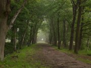 De Kampina in de vroege ochtendmist