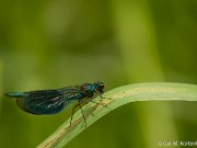 Weidebeekjuffer bij De Beerze (Kampina)