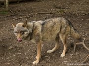 Parc à Gibier - Wolf