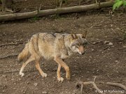 Parc à Gibier - Wolf