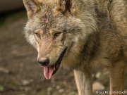 Parc à Gibier - Wolf