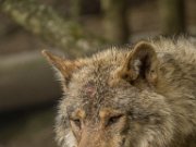 Parc à Gibier - Wolf