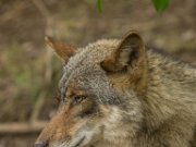 Parc à Gibier - Wolf