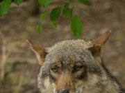 Parc à Gibier - Wolf