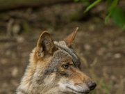 Parc à Gibier - Wolf