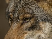 Parc à Gibier - Wolf