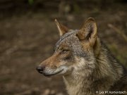 Parc à Gibier - Wolf