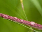 Druppels op gras