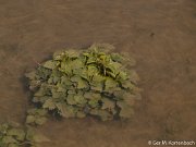 Het water zakt in de Sophiapolder, de planten komen weer boven water.