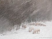 Polder Groot Koninkrijk in de winter