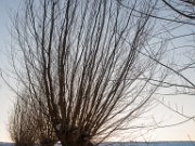 Polder Groot Koninkrijk in de winter