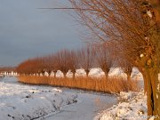 Polder Groot Koninkrijk in de winter