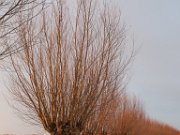 Polder Groot Koninkrijk in de winter