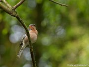 Vink in de tuin